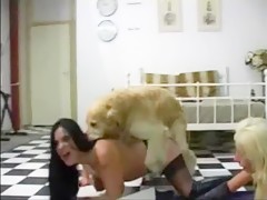 Brazilian girlfriends fucked with dogs