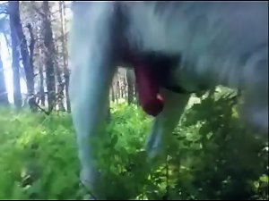 Doggiefuck at woods