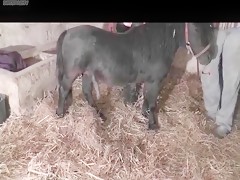 Anguila Roja