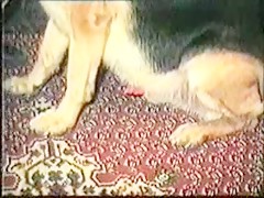 Perrocho en la piscina