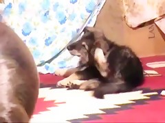It extracts the tail to walking