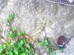 El caballo quiere rabo