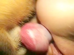 Little puppy sucks its owner pussy