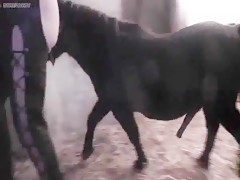 Orgy sex with stallion