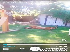 Dog Horse Blowjob  SEXY Slideshow 