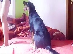 Fuck in bed with her friend and the dog