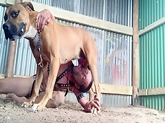 Man suck dog cock
