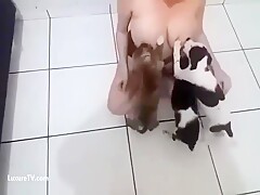 Dog breastfeeding  milk 6