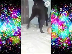 兽兽玩